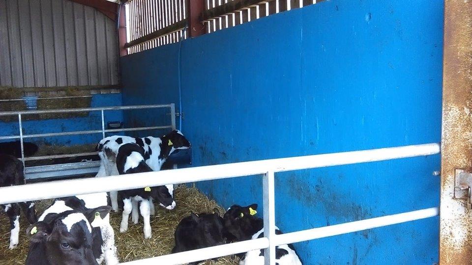 Black and white calves in front of a blue easy clean surface wall